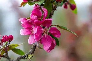 Malus 'Hopa' - STDS 14-16 CM RB - image 3