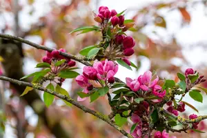 Malus 'Hopa' - STDS 14-16 CM RB - image 5