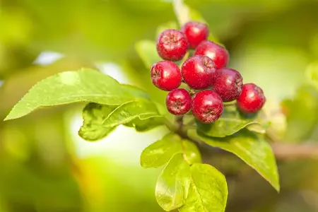 Malus 'Hyslop' - 1/2 STDS C18 - image 2