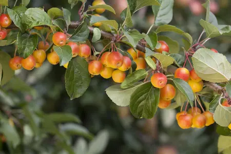 Malus 'Hyslop' - 1/2 STDS C18 - image 4