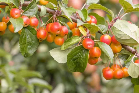 Malus 'Hyslop' - 1/2 STDS C18 - image 5