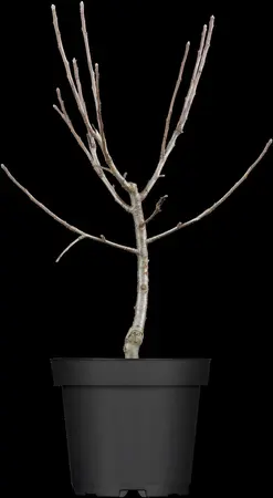 Malus 'Hyslop' - 1/2 STDS C18 - image 1