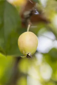 Malus 'John Downie' - 5 Ltr pot - image 1