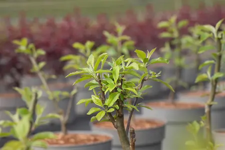 Malus 'John Downie' - STDS 18-20 CM RB - image 3