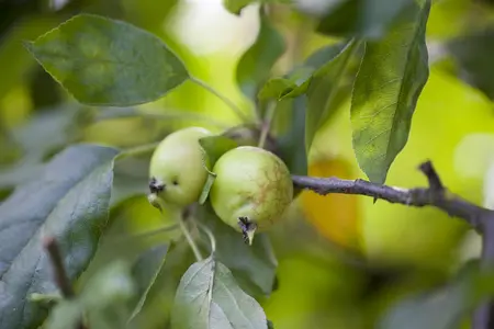 Malus 'John Downie' - 5 Ltr pot - image 2