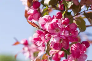Malus 'Makamik'