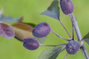 Malus 'Ola' - STD 10-12 CM CONT    - image 2