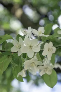 Malus 'Professor Sprenger'