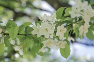 Malus 'Professor Sprenger' - 60-80 CM C7.5 - image 2