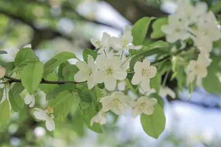 Malus 'Professor Sprenger' - C5 - BUSH - image 2