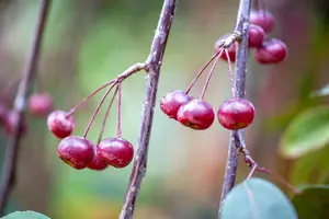 Malus 'Profusion'