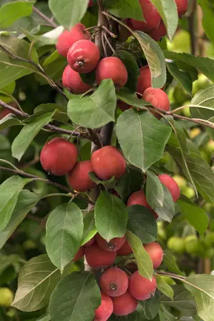 Malus 'Red Jade' - 1/2 STDS C7.5 - image 2