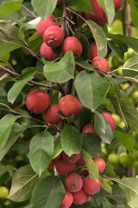 Malus 'Red Jade' - STEM 225 CM, GIRTH 14-16 CM C35 - image 2