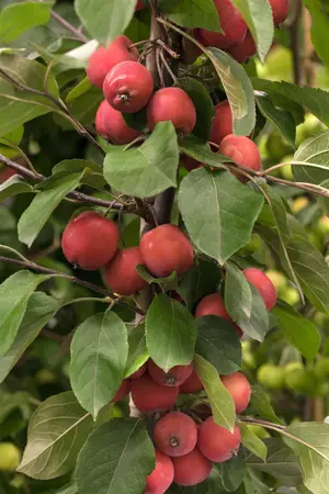 Malus 'Red Jade' - 1/2 STDS C10 - image 1