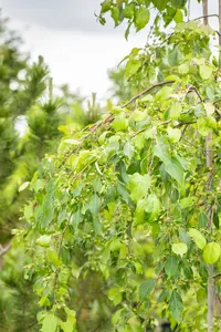 Malus 'Red Jade' - STEM 225 CM, GIRTH 14-16 CM C35 - image 3