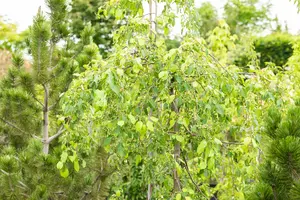 Malus 'Red Jade' - 1/2 STDS C7.5 - image 4