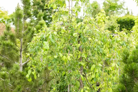 Malus 'Red Jade' - 1/2 STDS C10 - image 3