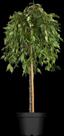 Malus 'Red Jade' - STEM 225 CM, GIRTH 14-16 CM C35 - image 1