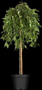 Malus 'Red Jade' - STEM 225 CM, GIRTH 14-16 CM C35 - image 1