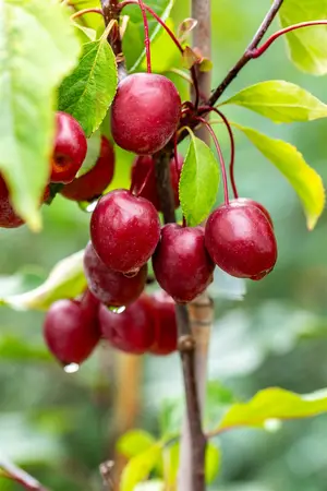 Malus 'Red Obelisk' - MULTISTEM 200-250 CM C45 - image 2