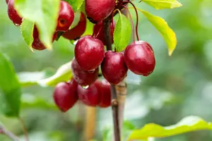 Malus 'Red Obelisk'