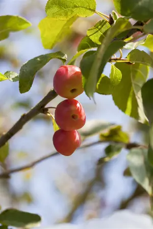 Malus 'Red Sentinel' - C5 - BUSH - image 4
