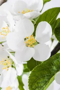 Malus 'Red Sentinel' - 90 CM STEM C10 - image 5