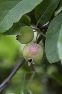 Malus 'Red Sentinel' - 120 CM STEM C10 - image 5