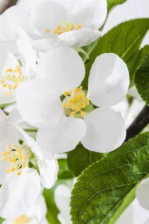 Malus 'Red Sentinel' - TRAINED 180 CM STEM, GIRTH 12-14 CM C35 - image 4