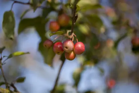 Malus 'Red Sentinel' - 1/2 STDS C7.5 - image 2