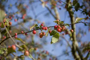Malus 'Red Sentinel' - 5 Ltr pot - image 3