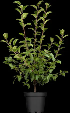 Malus 'Red Sentinel' - C5 - BUSH - image 1