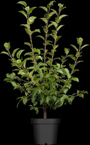 Malus 'Red Sentinel' - 175-200 CM C10 - image 5