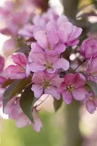 Malus 'Red Splendor' - STD 8-10 CM CONT     - image 3