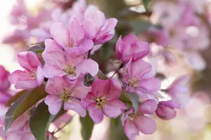 Malus 'Red Splendor'