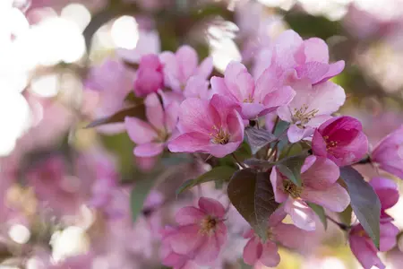 Malus 'Red Splendor' - STD 8-10 CM CONT     - image 2