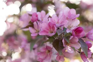 Malus 'Red Splendor' - STD 8-10 CM CONT     - image 2
