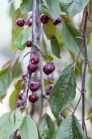 Malus 'Royal Beauty' - 1/2 STDS BR - image 3