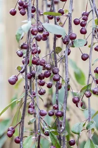 Malus 'Royal Beauty' - 1/2 STDS BR - image 4