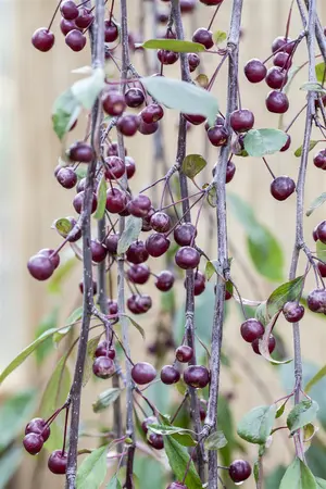 Malus 'Royal Beauty' - STEM 200 CM, GIRTH 8-10 CM C25 - image 4