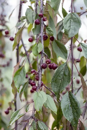 Malus 'Royal Beauty' - STEM 225 CM, GIRTH 12-14 CM RB - image 2
