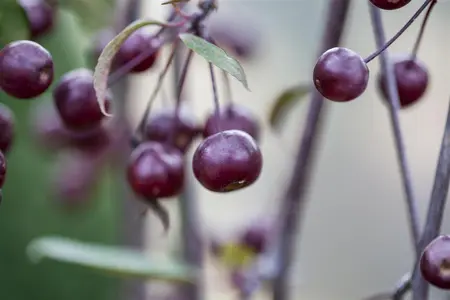Malus 'Royal Beauty' - 1/2 STDS BR - image 5