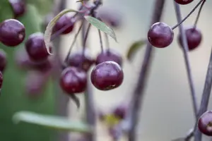 Malus 'Royal Beauty' - STEM 200 CM, GIRTH 8-10 CM C25 - image 5