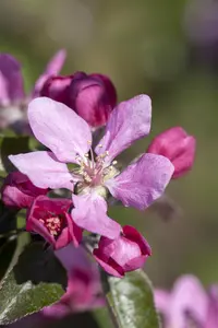 Malus 'Royal Raindrops' - 200-250 CM C5 WHIP