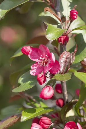 Malus 'Royalty' - 100-125 CM BR WHIP - image 1