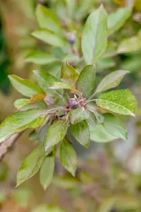 Malus 'Royalty' - 100-125 CM BR WHIP - image 4