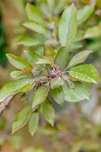 Malus 'Royalty' - 1/2 STDS C12 - image 4