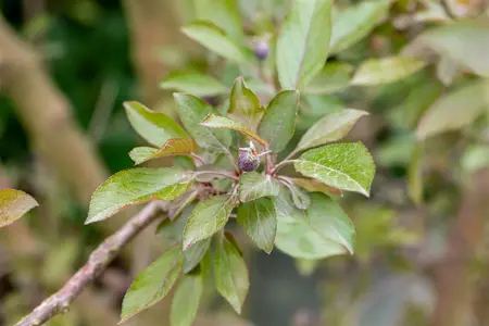 Malus 'Royalty' - 60 CM STEM C4 - image 3