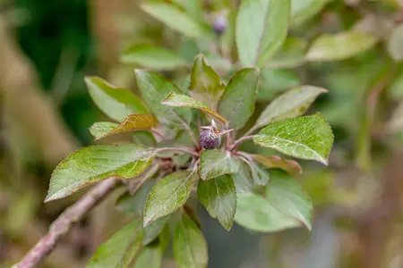 Malus 'Royalty' - 100-125 CM BR WHIP - image 2