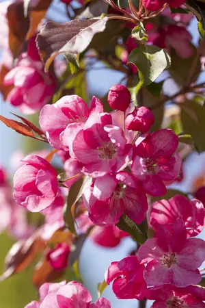 Malus 'Rudolph' - 5 Ltr pot - image 3